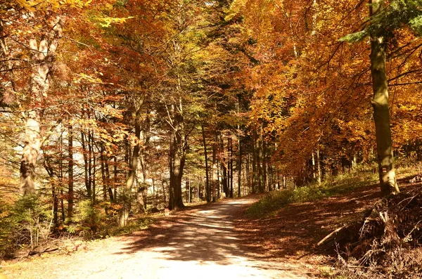 Hösten skogen i berg — Stockfoto