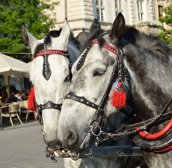 Horses in carriage — Stock Photo, Image