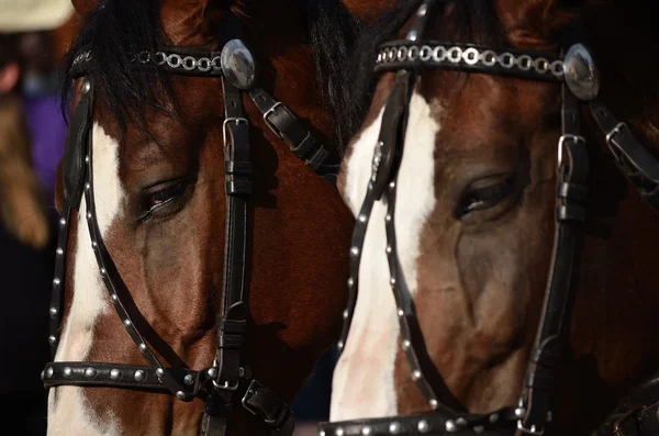 Dois cavalos castanhos — Fotografia de Stock