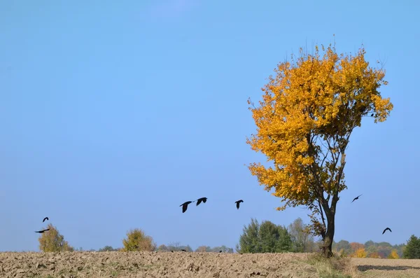 Yellow tree with crows — Stock Photo, Image