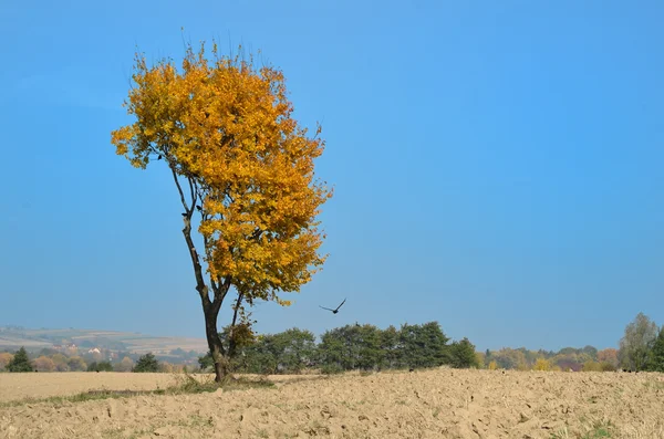 Árbol amarillo con cuervos —  Fotos de Stock