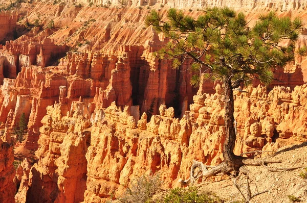 Ciocanul Bryce Canyon — Fotografie, imagine de stoc