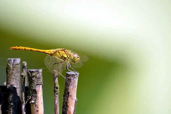 Libelle in Tarnung auf Holz — Stockfoto