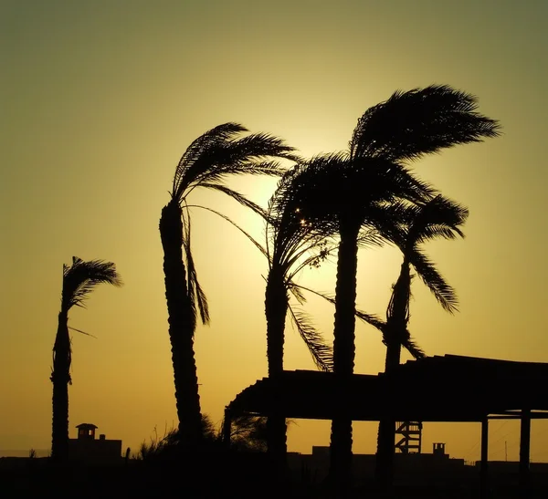 カリブ海のビーチの日の出 — ストック写真