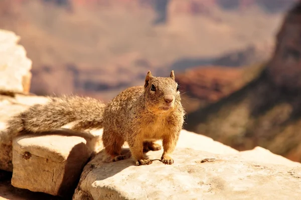 Écureuil dans le canyon — Photo