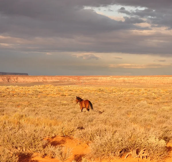 Cavalo Navajo — Fotografia de Stock