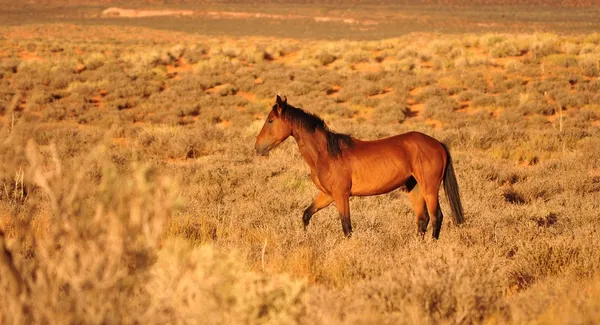 Лошадь Навахо — стоковое фото
