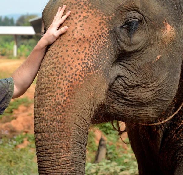 Amitié entre éléphant et homme — Photo