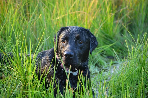 Labrador — Fotografia de Stock