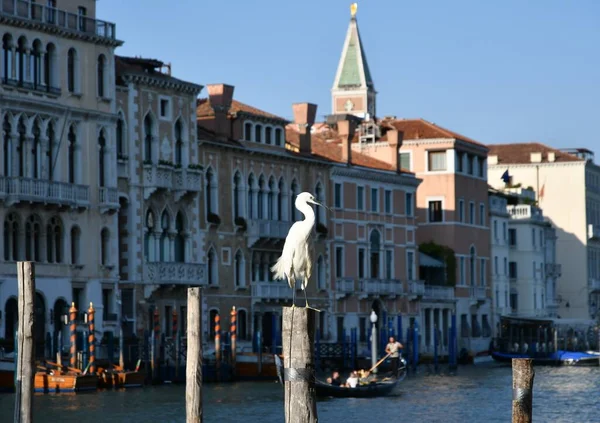 Venise Italie Décembre 2020 Gondoleer Sur Les Canaux Après Balade Images De Stock Libres De Droits