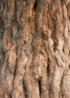 Bark of the Nine Dragon Juniper (Juniperus Chinensis) clipart