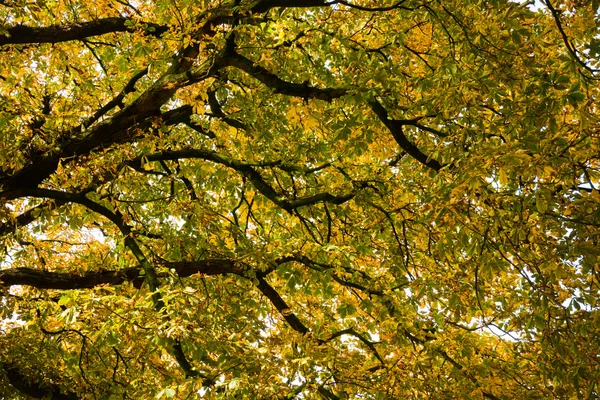 Under the canopy of the chestnut in autumn — Stock Photo, Image