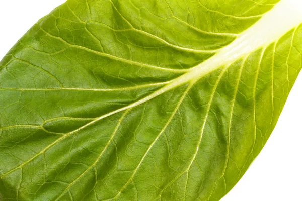 Close up of pak choi (Brassica rapa) leaf — Stock Photo, Image
