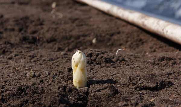 ilk kuşkonmaz hibernation--dan uyandırdı