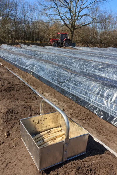 The first asparagus production of asparagus beds — Stock Photo, Image