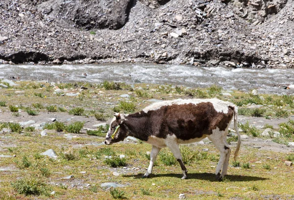 Cow grazing on the Tibetan plateau near a river — Stock Photo, Image