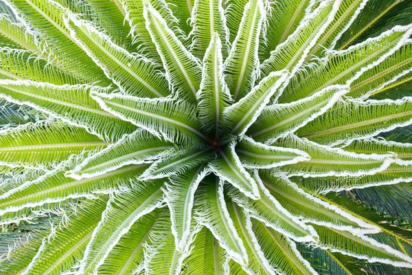 Top view of a tropical fern — Stock Photo, Image