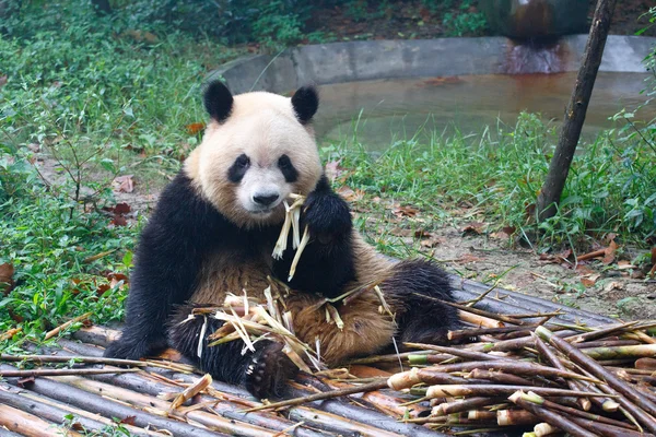 Desenho de corpo inteiro do panda gigante estilizado. ícone de