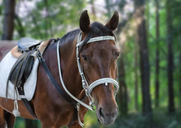 Caballo — Foto de Stock