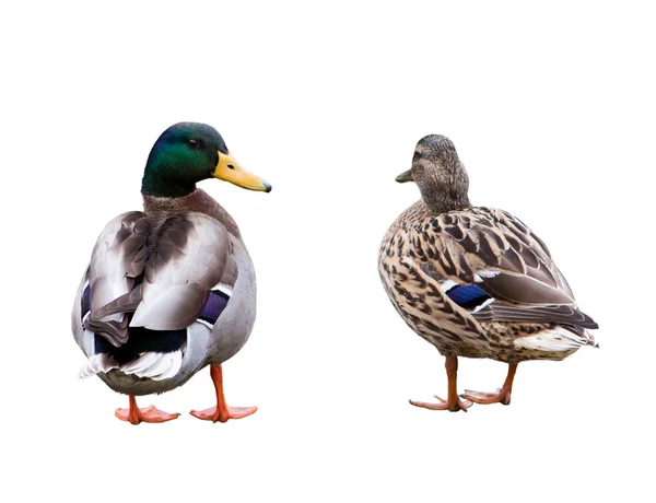 ördekleri beyaz izole çift