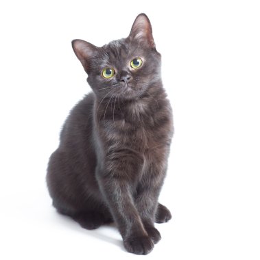 siyah yavru kedi
