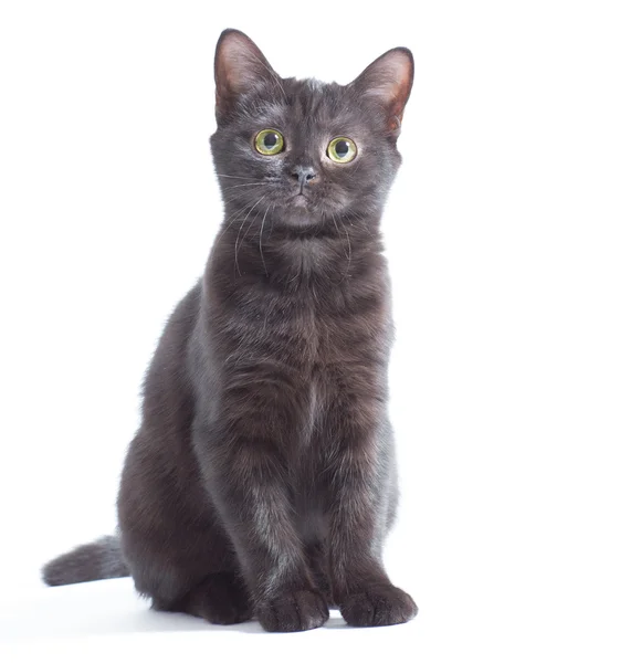 Gatito negro — Foto de Stock