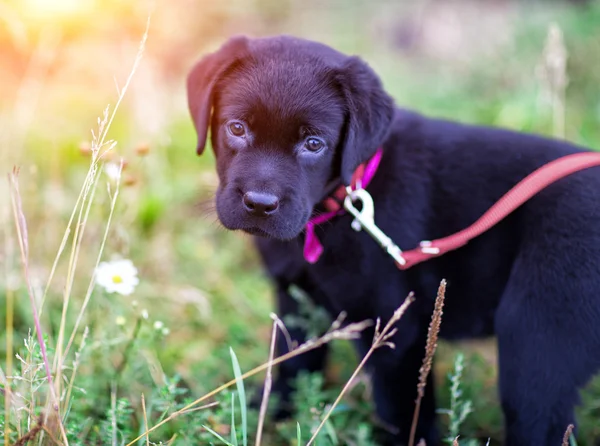 Cucciolo labrador Immagini Stock Royalty Free