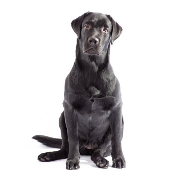 Siyah labrador köpeği beyaz izole