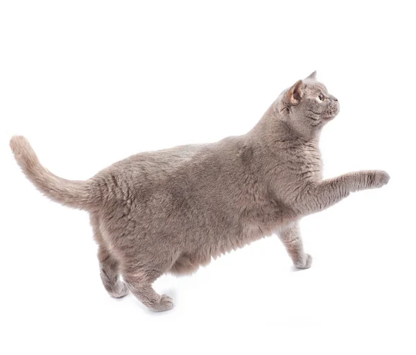 Gato británico caminando aislado sobre blanco — Foto de Stock