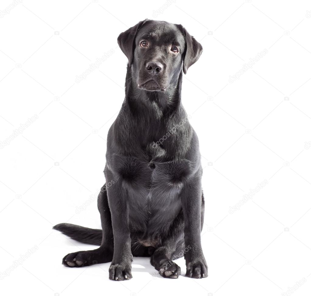 Black labrador dog isolated on white