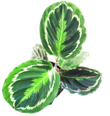 yeşil bitki, üstten görünüm