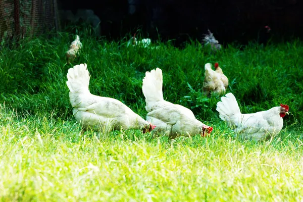 House Chickens Graze Lawn Homestead — Stock Photo, Image