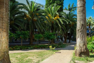 Sochi 'nin merkezindeki sokakta palmiye ağaçları..