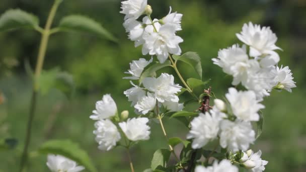 Flores Florecientes Planta Chubushnik Coronal Jardín — Vídeos de Stock