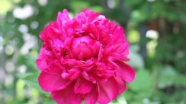 Kwitnący Piękny Czerwony Kwiat Piwonii Ogrodzie Początku Lata — Wideo stockowe