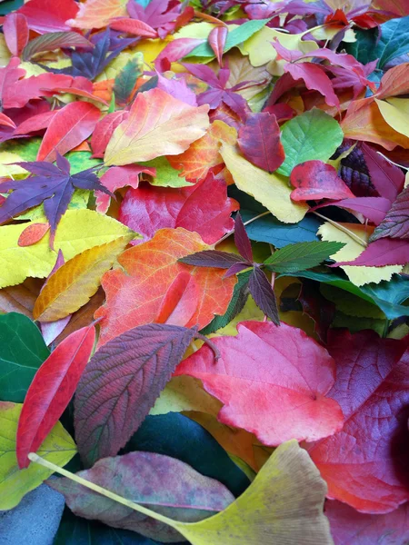 Colorful autumn leaves background upright — Stock Photo, Image