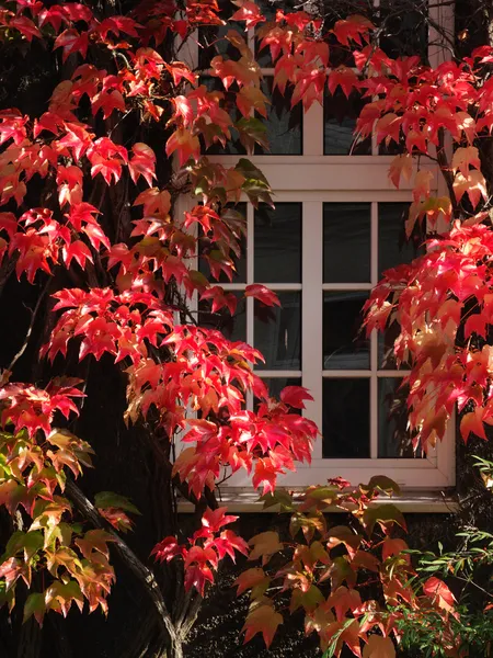 Autumn window — Stock Photo, Image