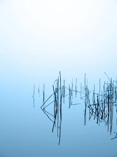 Reed rushes — Stock Photo, Image