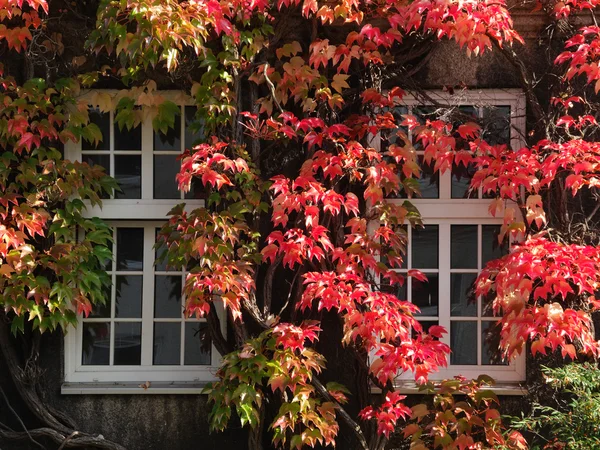 Herbstfenster — Stockfoto