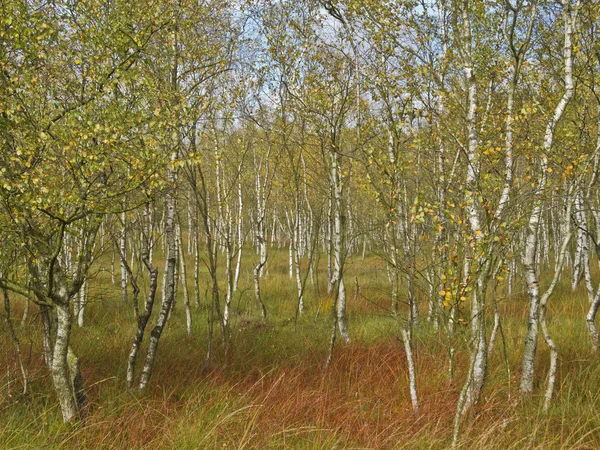 Birch woods — Stock Photo, Image