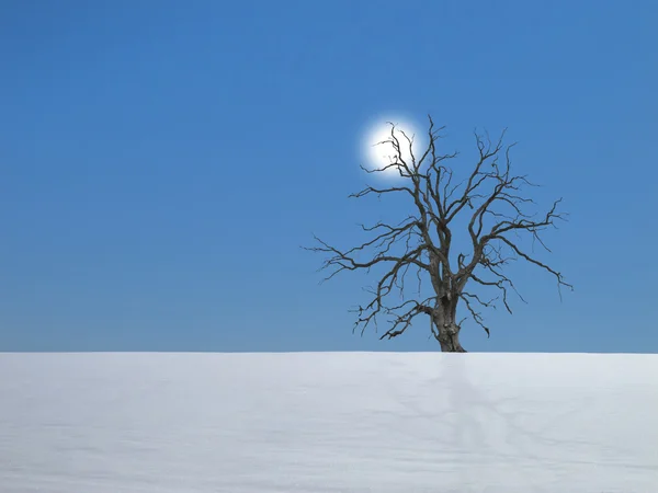 Zimní strom — Stock fotografie