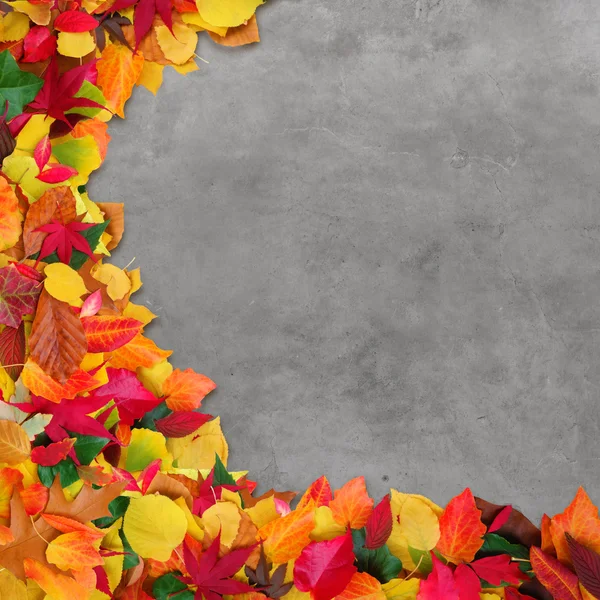 Autumn leaves and concrete background — Stock Photo, Image