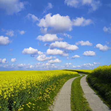 Kanola alanında tarım yol