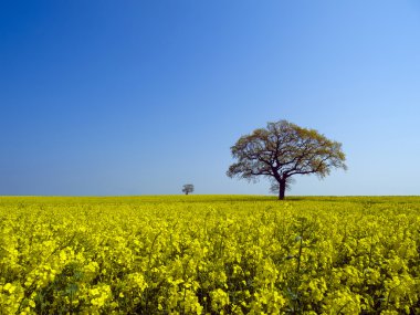 Kanola alanındaki ağaç