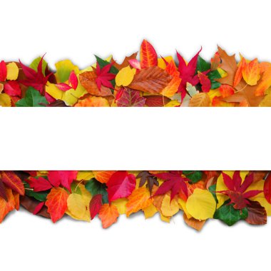 Autum leaves on white background clipart