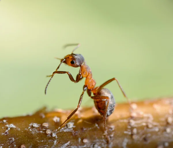 Körperpflege der Ameise — Stockfoto