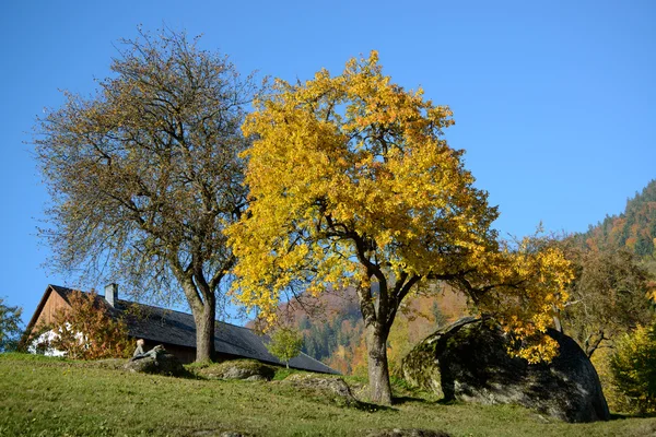 Höstträd på gården — Stockfoto