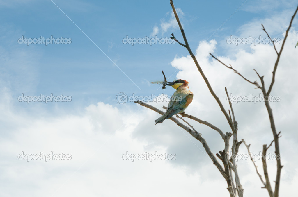 Bee-eater with dragonfly in its beak