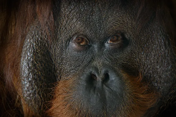 Eyes of an orangutan — Stock Photo, Image