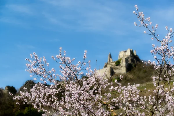 Spring in Austrias Wachau — Stock Photo, Image